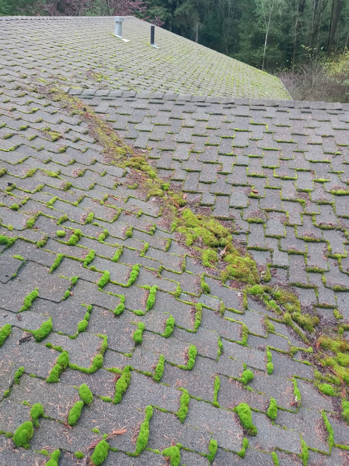 Asphalt shingles with green moss growing along the seams and into the roof valley